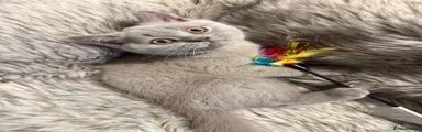 Boy - Turquoise Collar