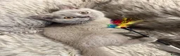 British Shorthair cats for sale: Supreme Champion Line British Shorthair Kittens - Advert 13