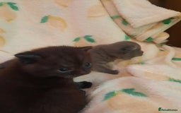 British Shorthair cats for sale: Little british shorthair kittens  - Image 8
