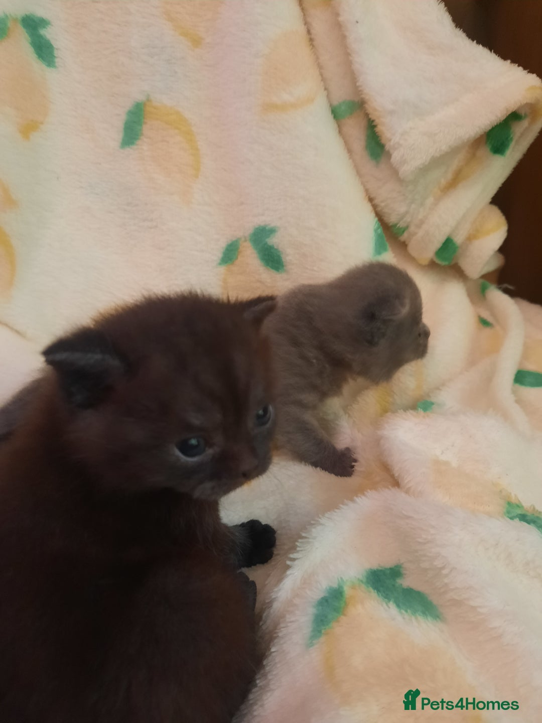 British Shorthair cats for sale: Little british shorthair kittens  - Image 8