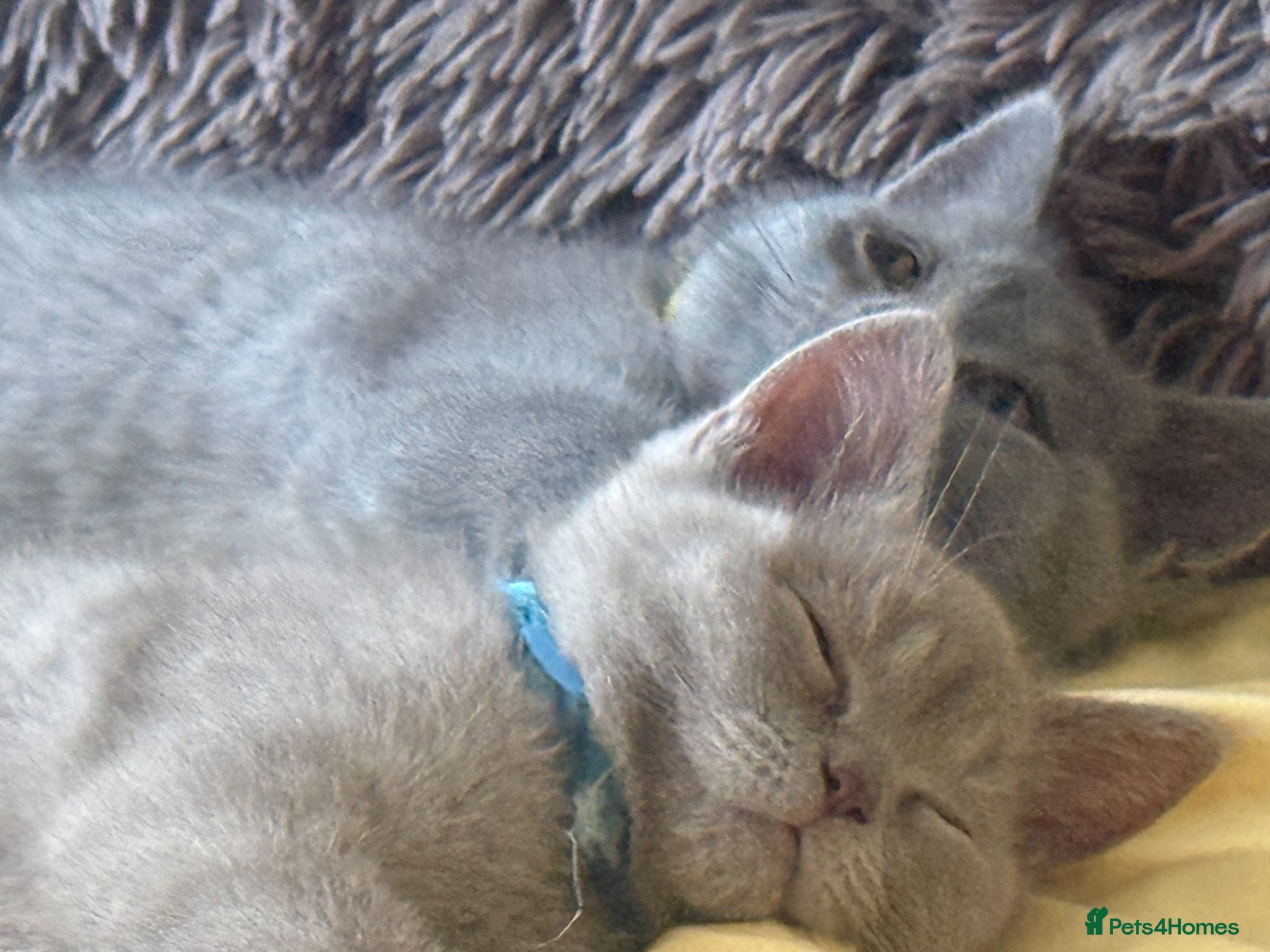 British Shorthair cats Lovely British Shorthair Kittens - Advert 2