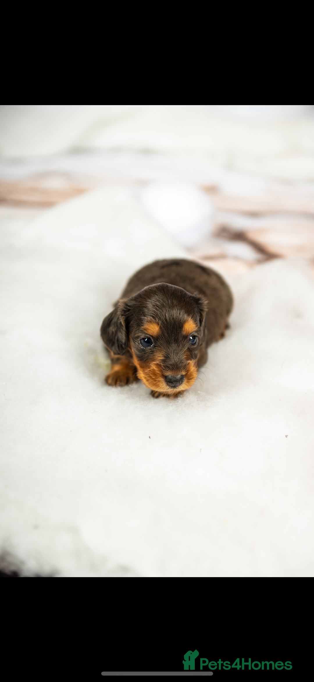 Miniature Dachshund dogs for sale: 6 KC miniature dashound puppies  - Advert 24