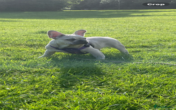 French Bulldog dogs for stud: Bernie  - Image 4