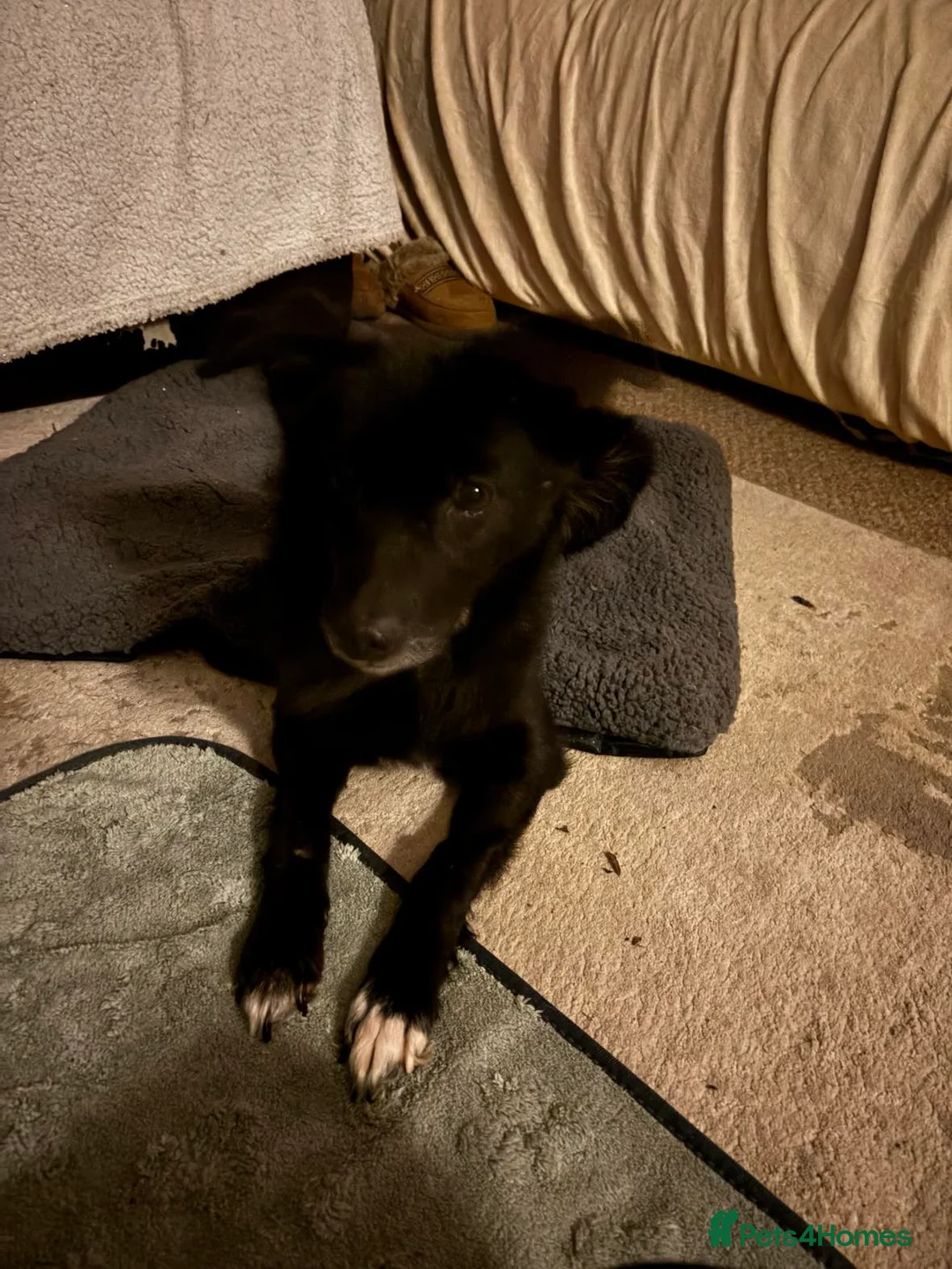 Mixed Breed dogs for adoption: Venus for adoption - Advert 3