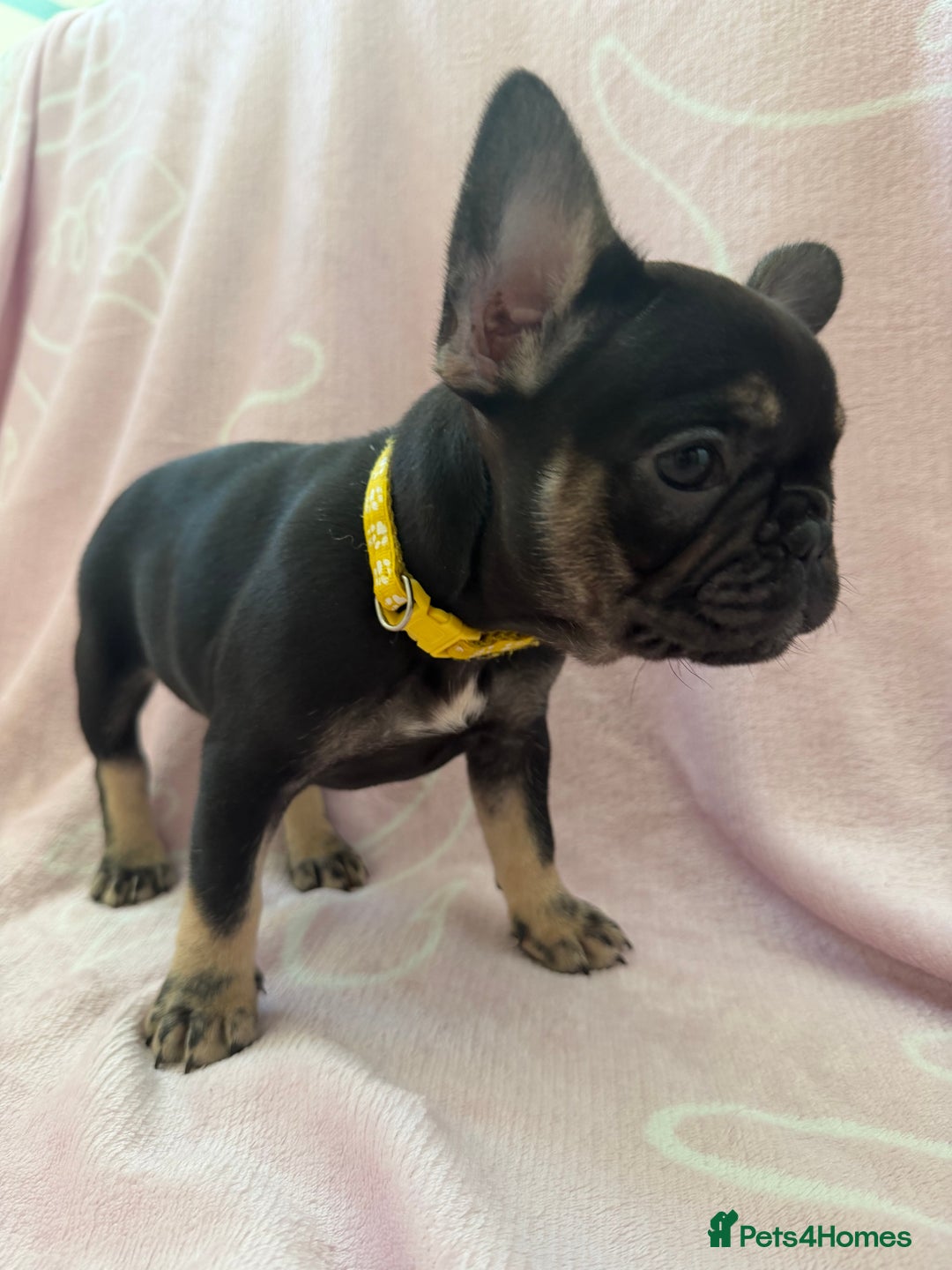 French Bulldog dogs for sale: Last girl frenchie available  - Advert 1