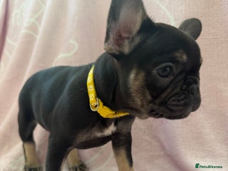 French Bulldog dogs Last girl frenchie available - Advert 1