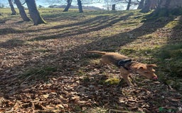 Mixed Breed dogs for sale: 22 Month Old Patter-Land Female - Image 4