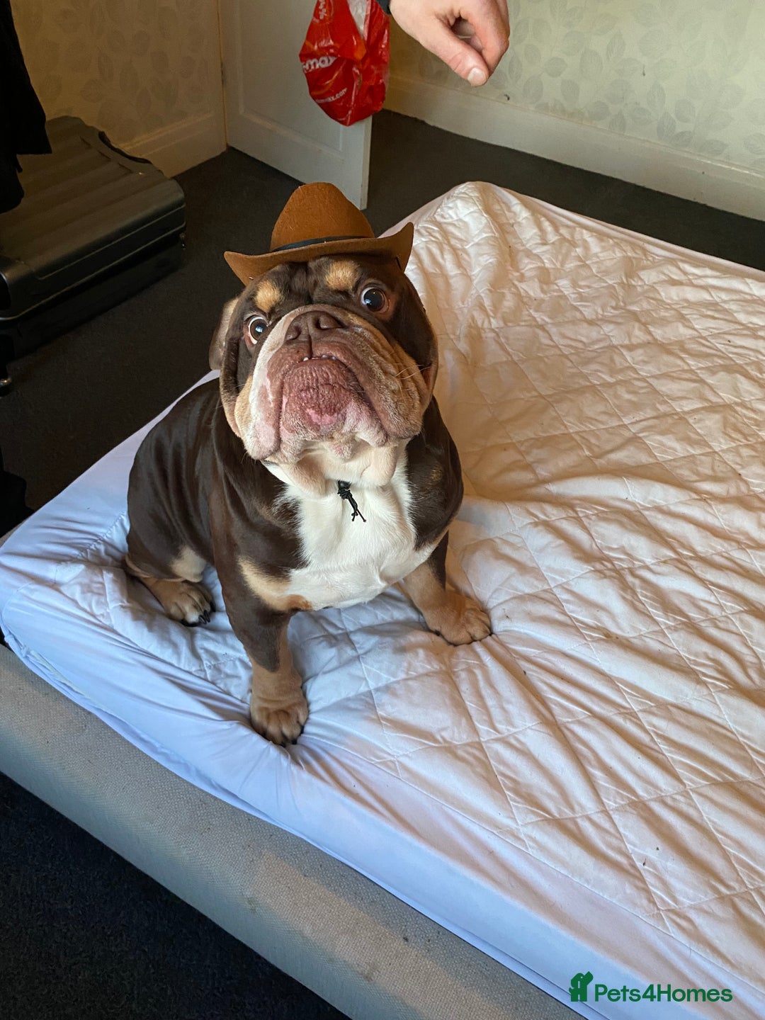 English Bulldog dogs for stud: Exclusive Tri-Colour Chocolate English Bulldog  - Image 8