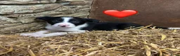 Border Collie dogs for sale: Beautiful Pedigree Border Collie Puppies - Advert 13