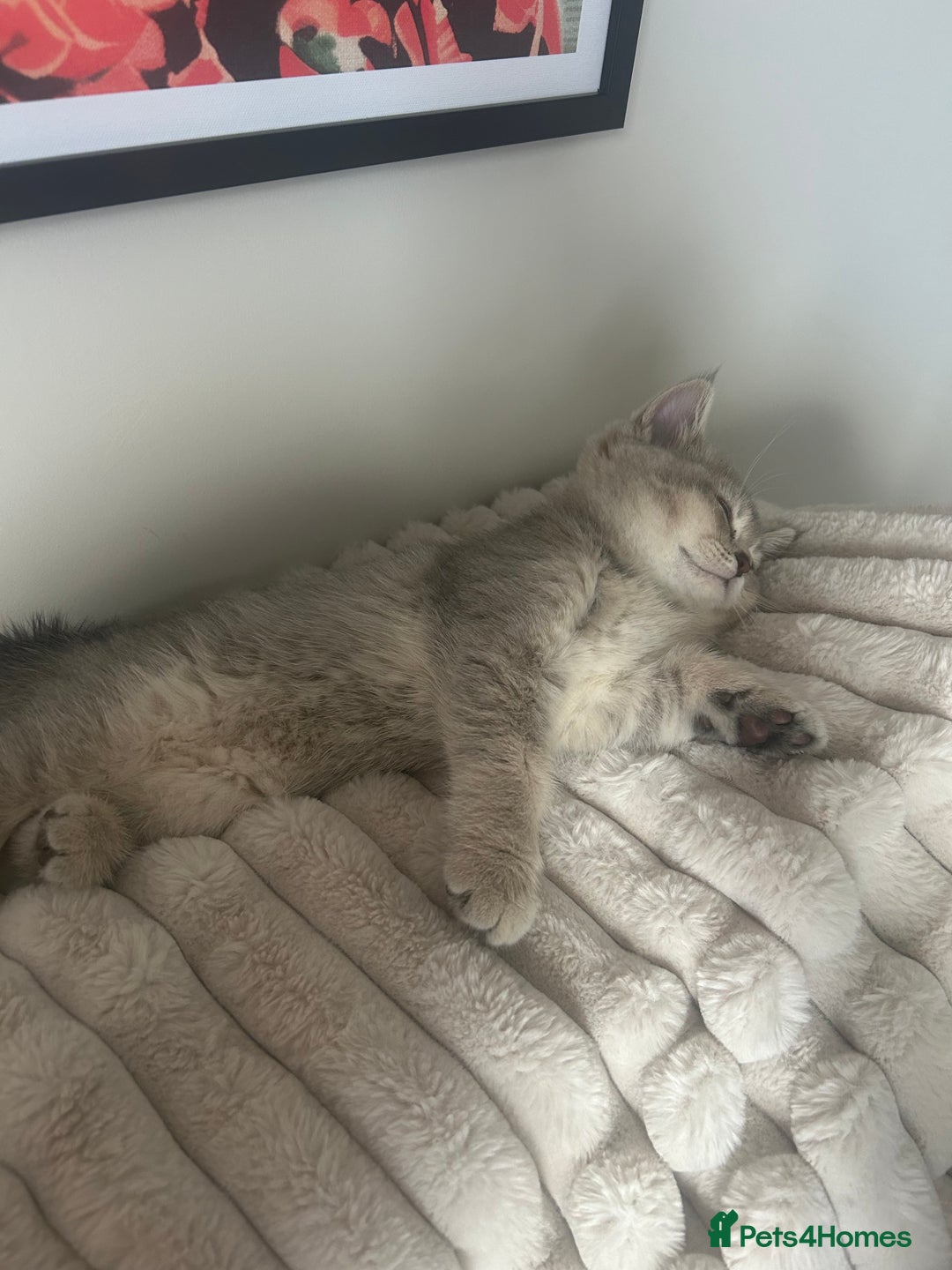 British Shorthair cats for sale: Espresso  - Image 2