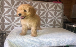 Cavapoo dogs for sale: F1B CAVAPOO PUPPIES  - Image 6