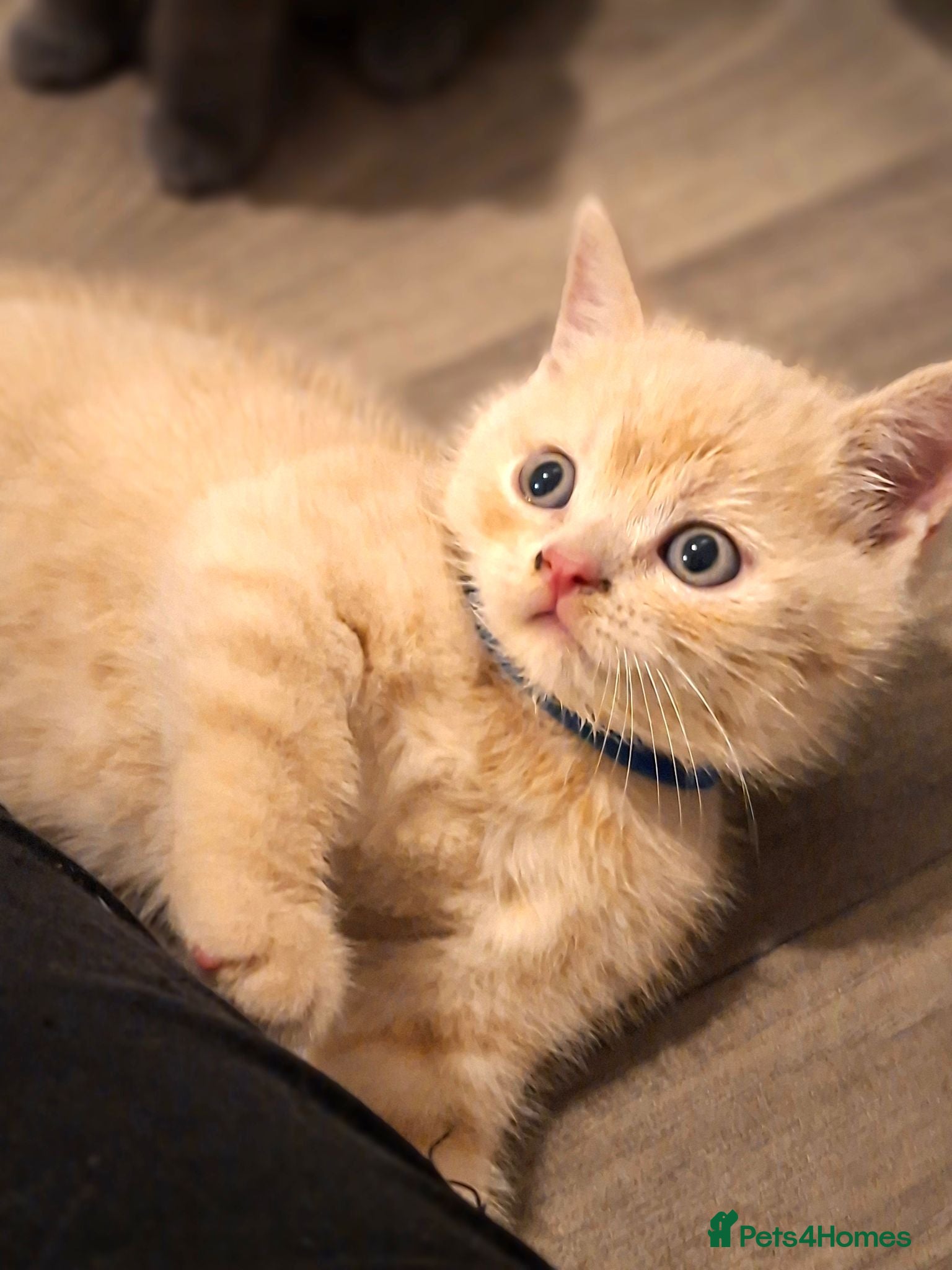 British Shorthair cats 🩷 Outstanding Quality Chunky GCCF Pedigree BSH 💙 - Advert 2