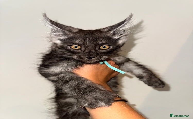 Maine Coon cats - Advert 4