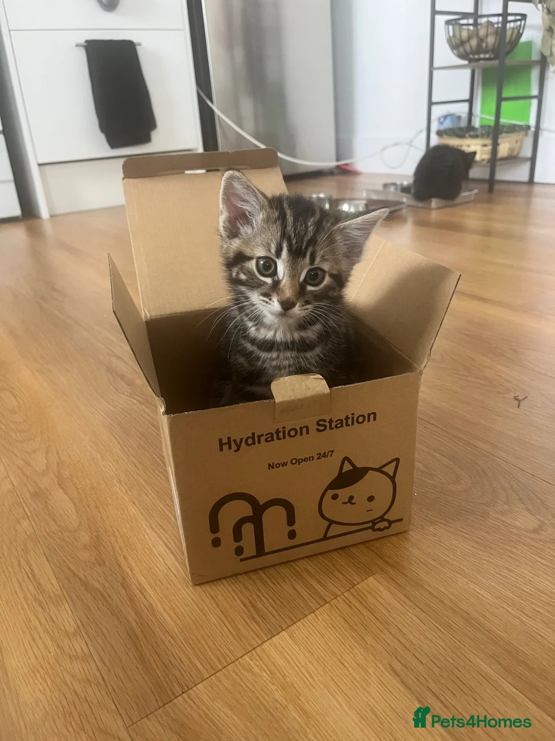 Mixed Breed cats for sale: Chilli and Rambo - Advert 2