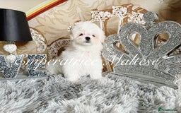 Maltese dogs for sale: Emperatrice Maltese-Korean Line Show Maltese KC Re - Image 18