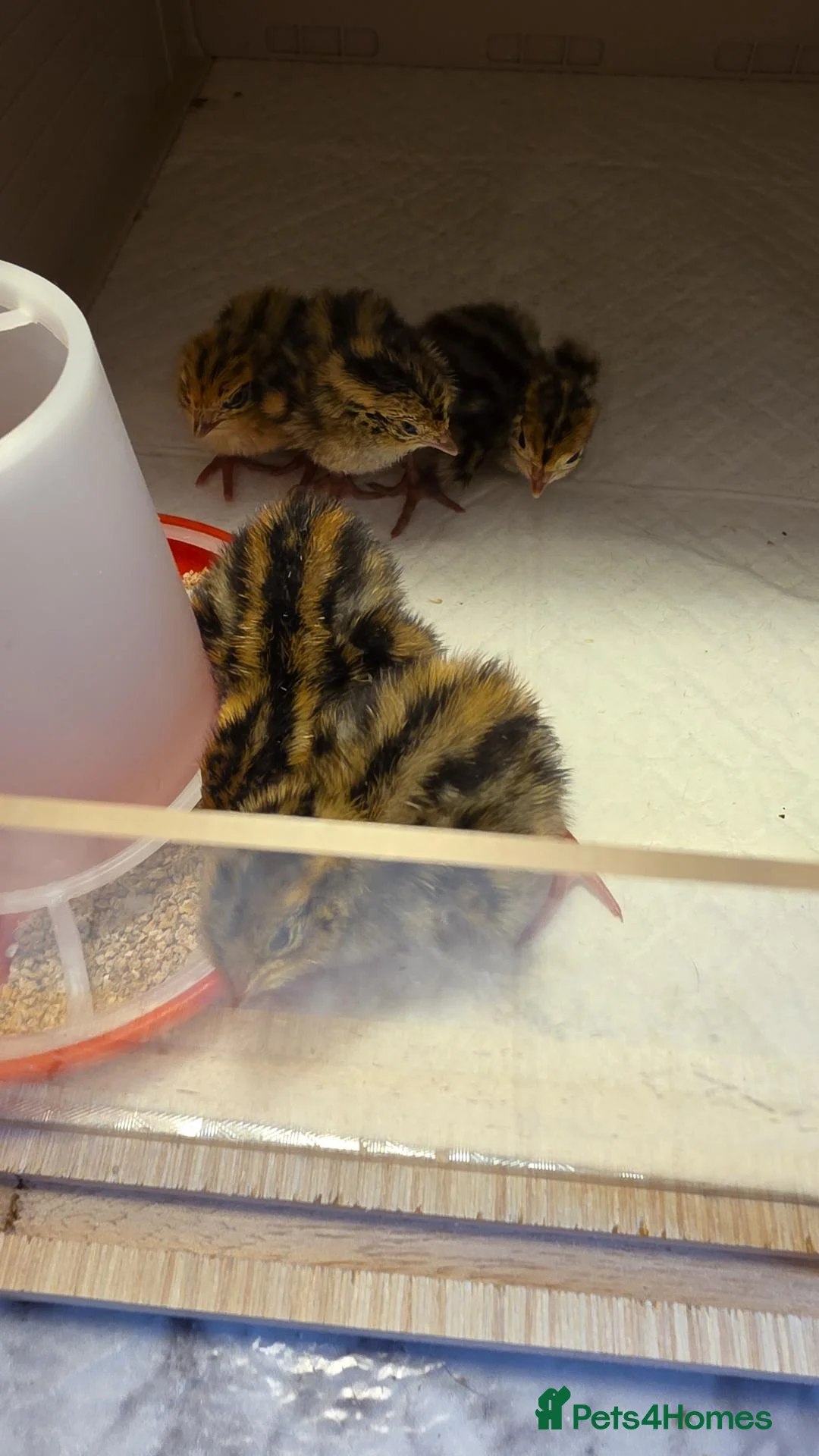 Quail poultry for sale: Corturnix quail chicks  - Advert 8