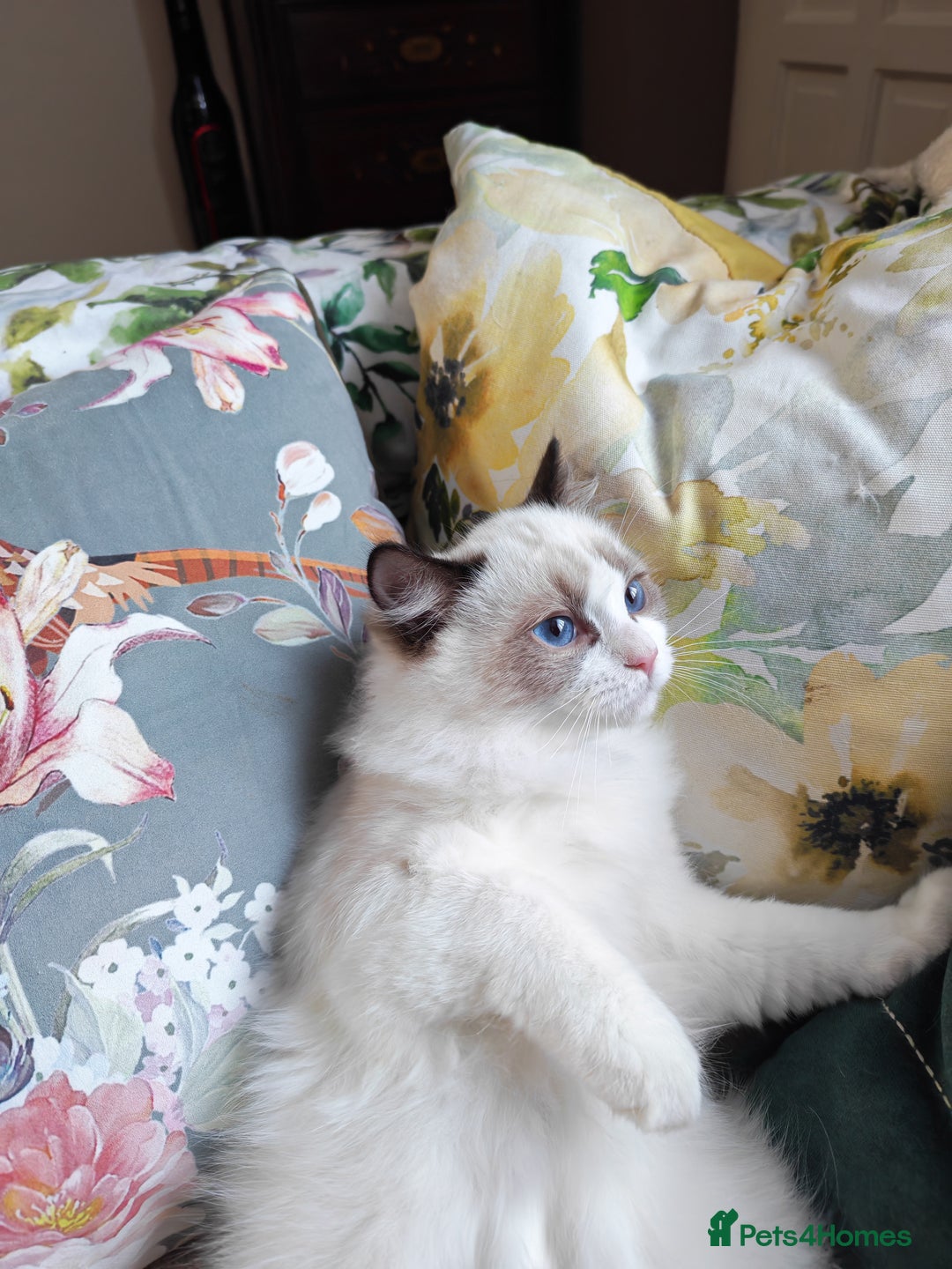 Ragdoll cats for sale:  READY NOW GCCF  REG. EUROPEAN  LINE BOYS   - Image 13