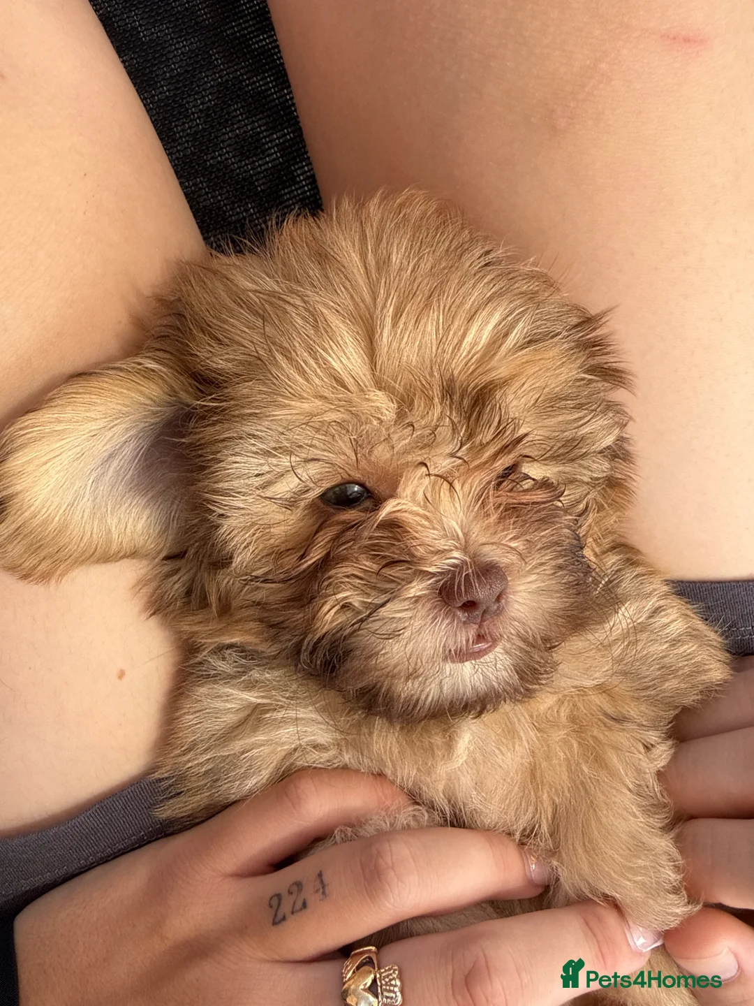 Shih Tzu dogs for sale: 2 beautiful shih poo puppies - Advert 2