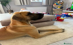 Great Dane dogs for sale: Beautiful Great Dane Boy For Sale  - Image 2