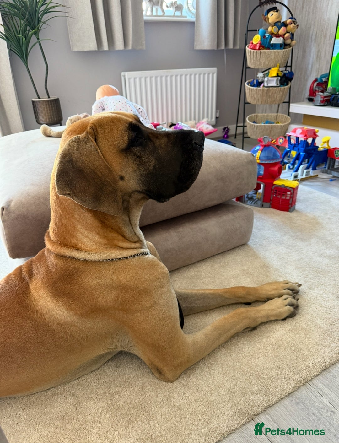 Great Dane dogs for sale: Beautiful Great Dane Boy For Sale  - Image 2