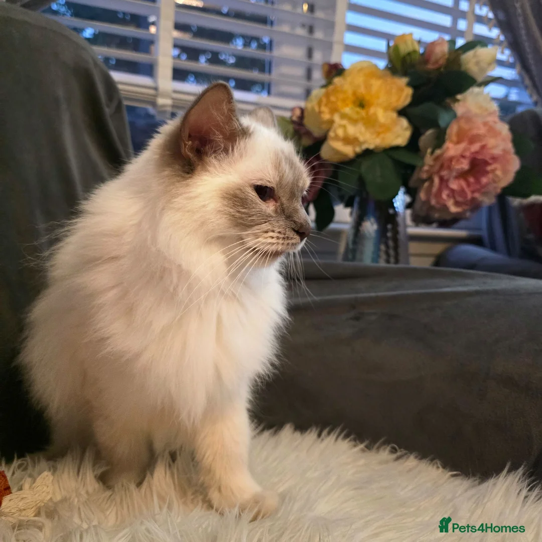 Mixed Breed cats for sale: Adorable Ragdoll X Norwegian forest Kittens  - Advert 2