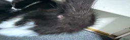 Mixed Breed cats for sale: 3 lovely kittens litter trained and on dry food - Advert 13