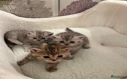 British Shorthair cats for sale: British Shorthair Kittens  - Image 1