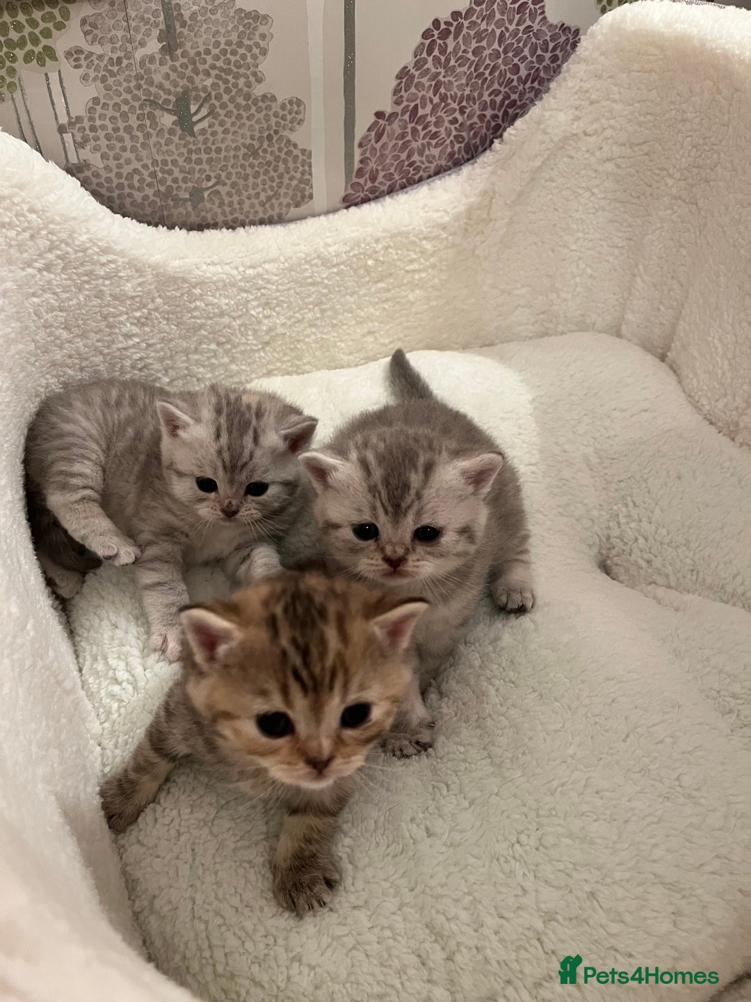 British Shorthair cats for sale: British Shorthair Kittens  - Image 1