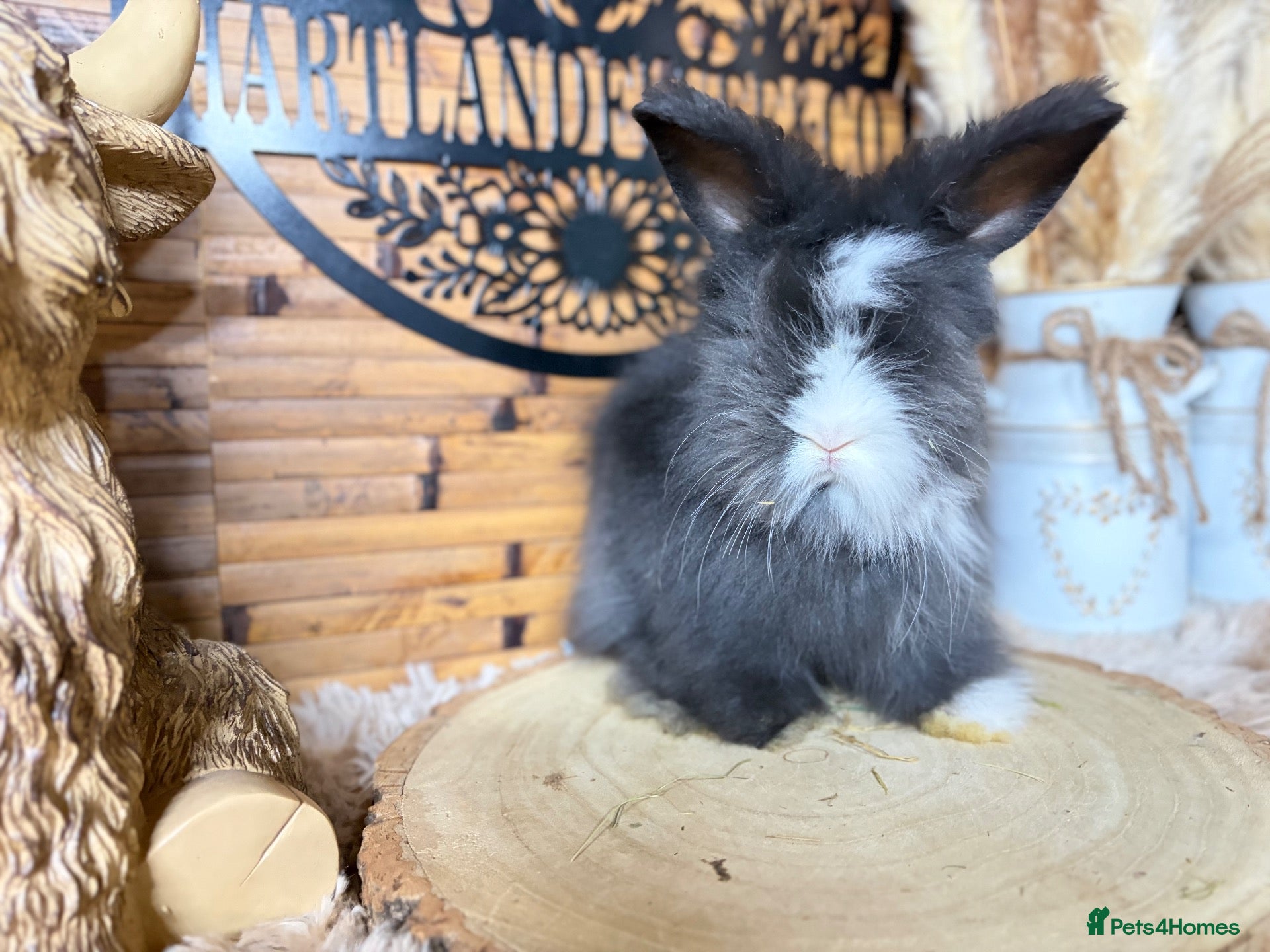Angora rabbits PURE PEDIGREE|ENGLISH ANGORA - Advert 1