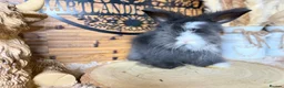 Angora rabbits for sale: PURE PEDIGREE|ENGLISH ANGORA - Advert 1