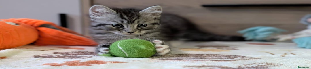 Maine Coon Kitten 5