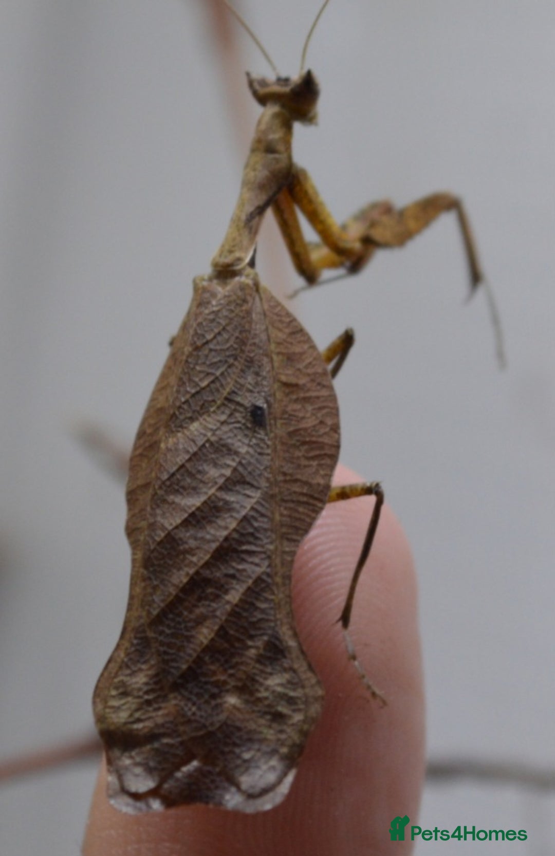 Praying Mantis invertebrates for sale: Various Praying Mantis available. - Image 8
