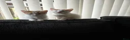 Mixed Breed cats for sale: 4 beautiful kittens in Birmingham - Advert 3