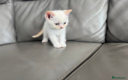 British Shorthair cats for sale: Stunning British shorthair kittens  - Image 5