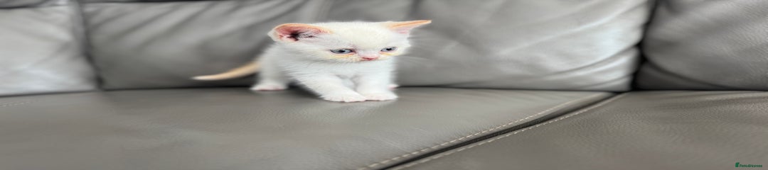 British Shorthair Kitten 2