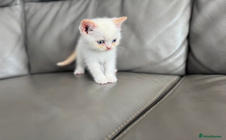 British Shorthair cats - Advert 2