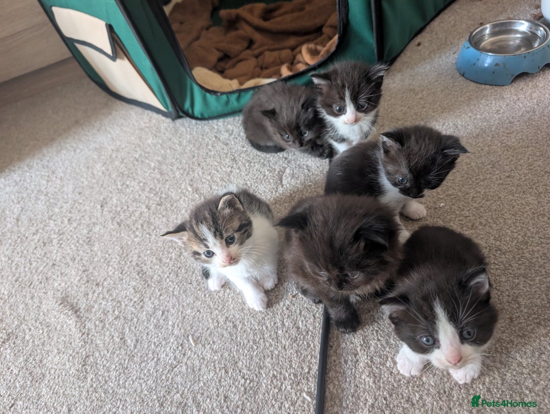 Maine Coon cats for sale: Kittens for sale - Image 3