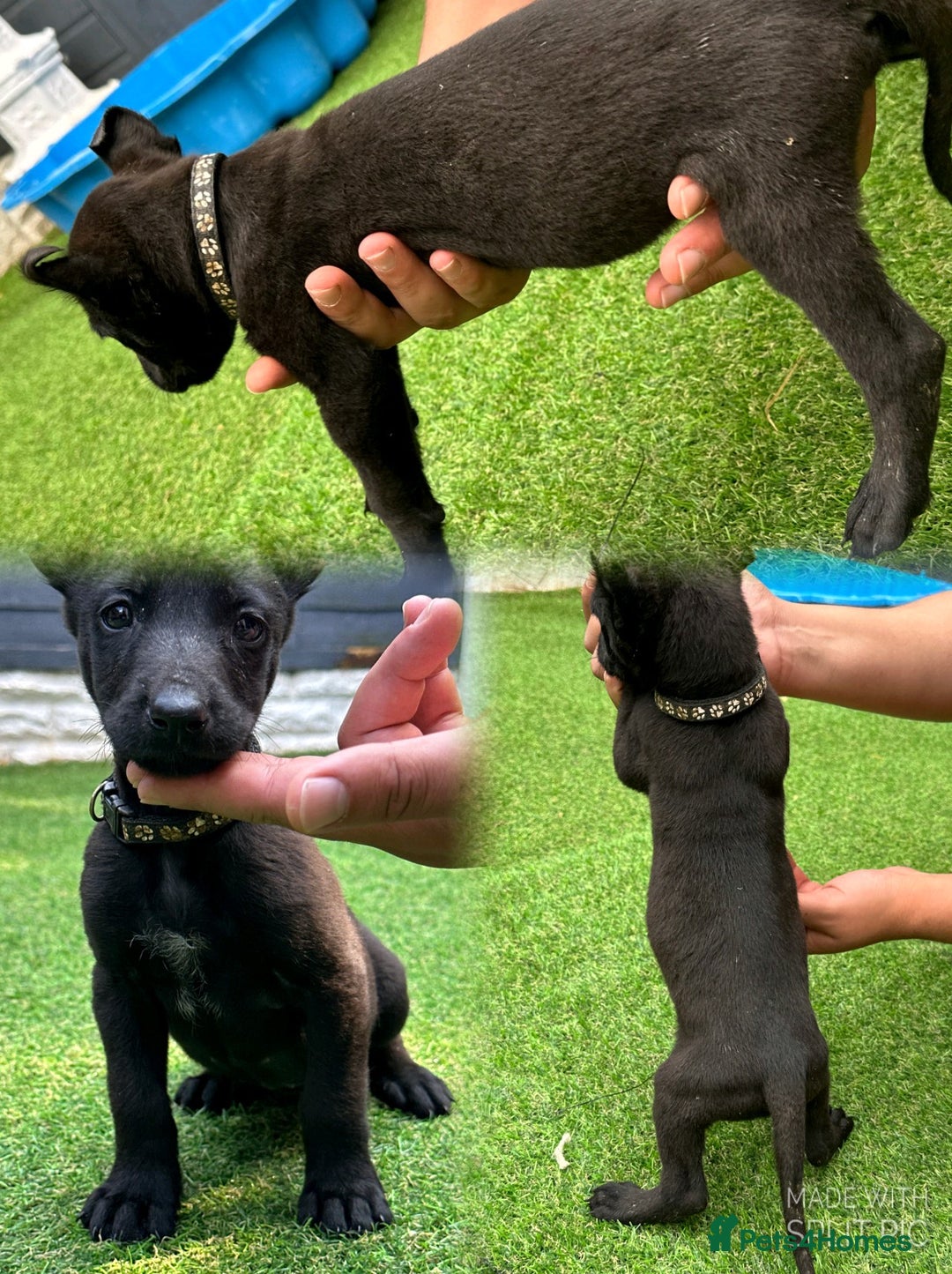 Belgian Shepherd Dog dogs for sale: Belgian malinois puppies from working dog lines  - Image 7