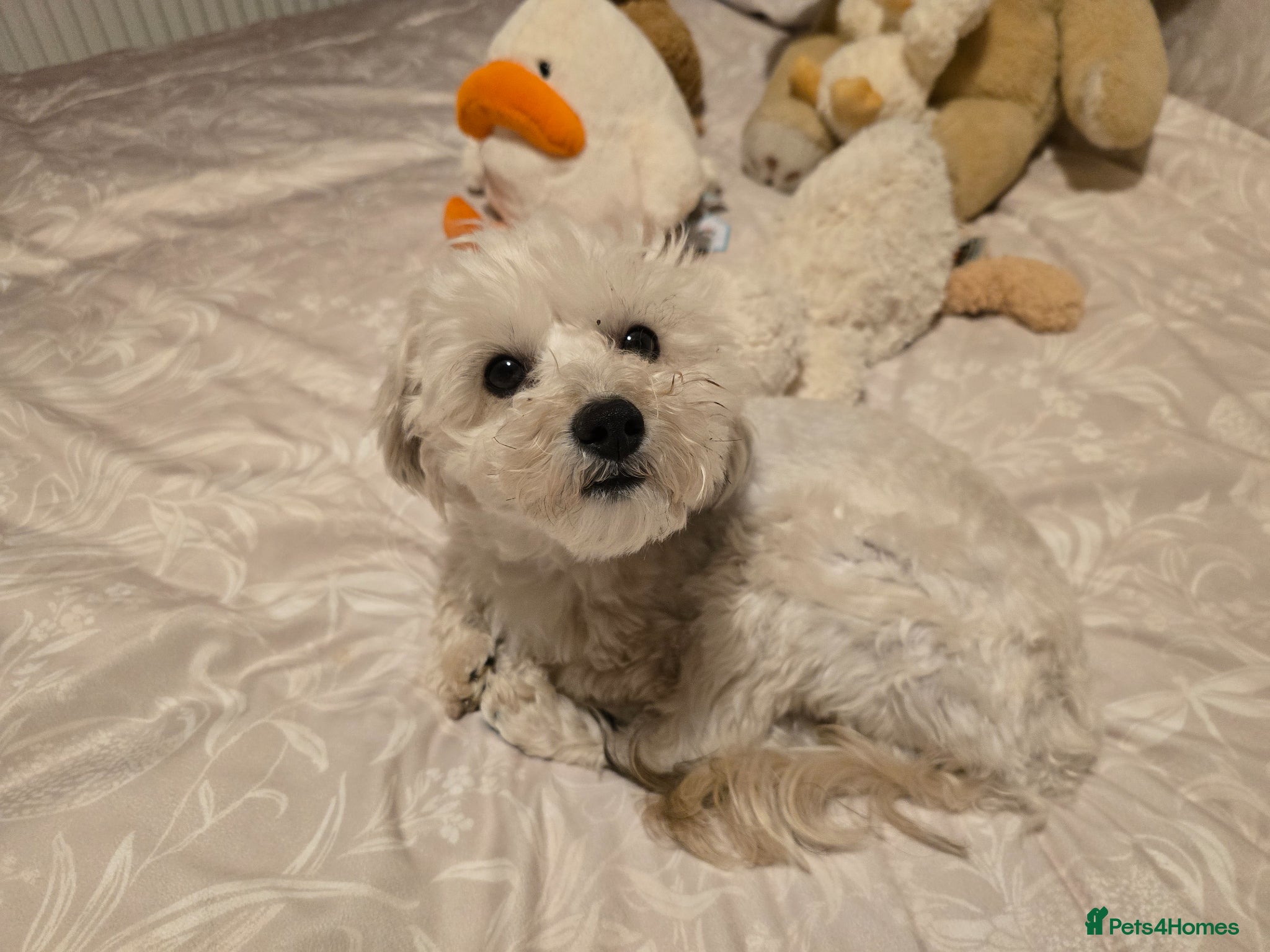 Maltipoo dogs for sale: Roxy  in Chester-le-Street - Advert 2