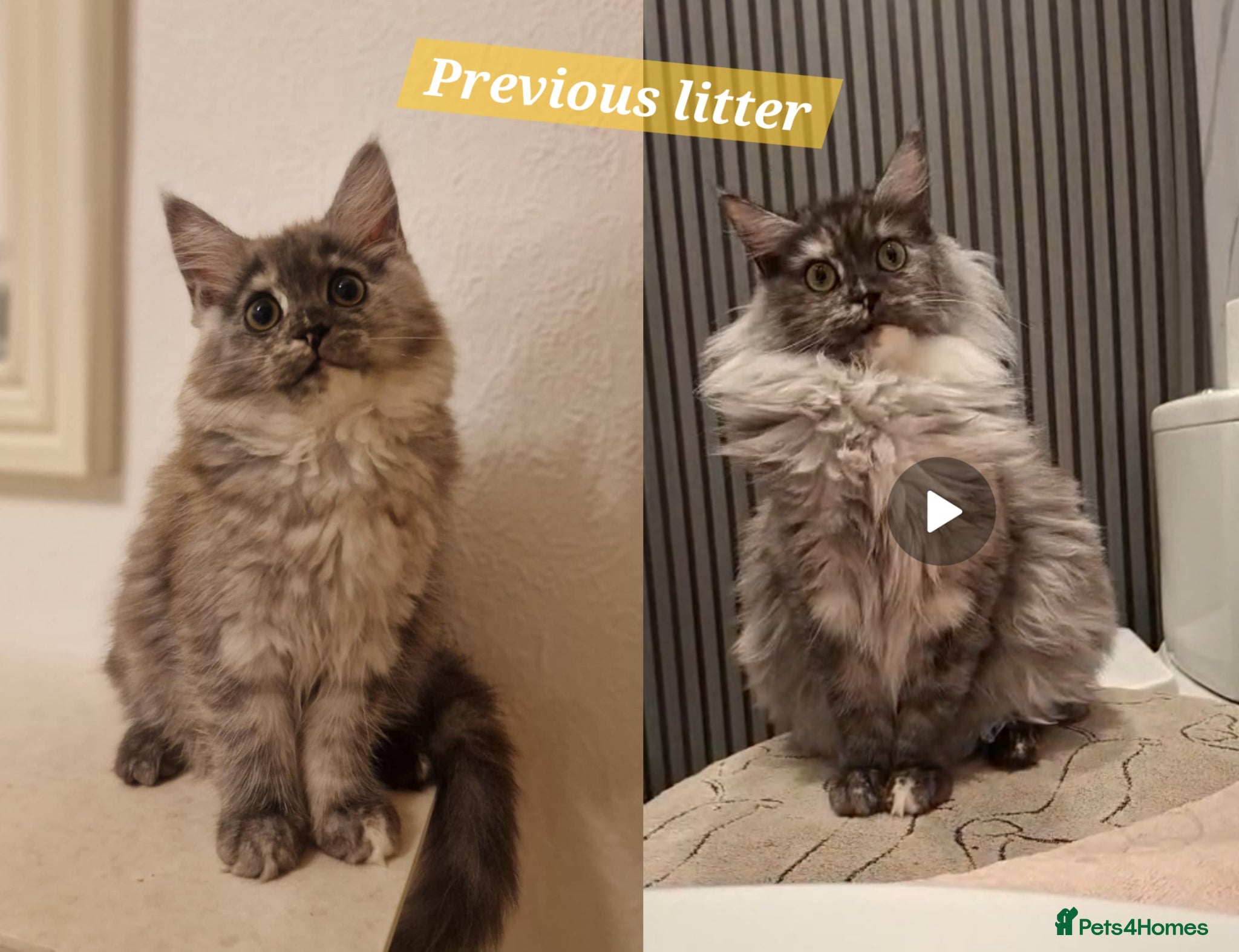 Maine Coon cats for sale: 8 maine coon kittens ready in Bury in Bury - Advert 21