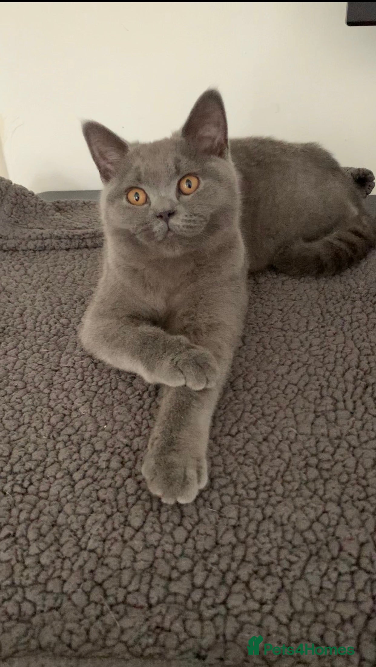 British Shorthair cats British Shorthair Blue Kittens 💛 Raised with Love - Advert 16