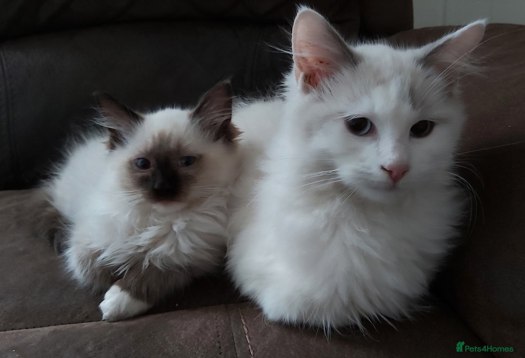 Ragdoll cats for sale: RAGDOLL BICOLOUR BOY BLUE EYES READY NOW! - Image 35