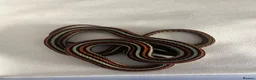 Garter Snake reptiles for sale: 2 male Sanfrancisco Garter Snakes - Advert 3