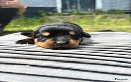 Rottweiler dogs for sale: Chunky Rottweiler puppies for sale  - Image 5