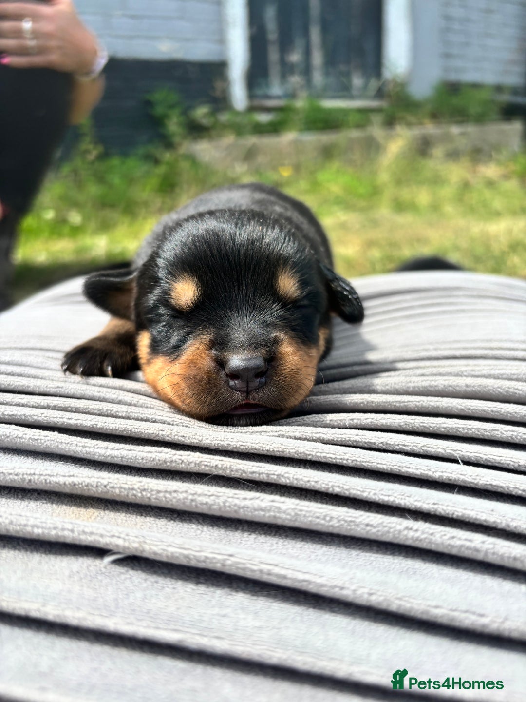 Rottweiler dogs for sale: Chunky Rottweiler puppies for sale  - Image 5