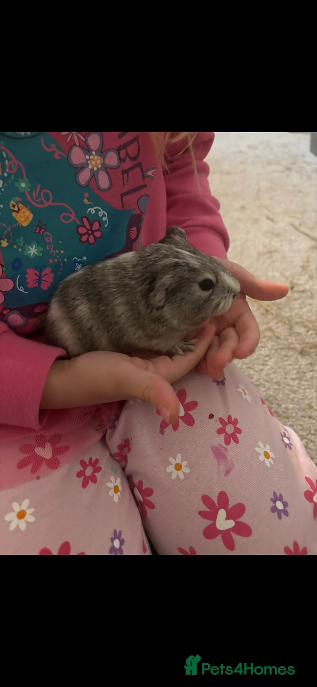 Guinea Pig rodents for sale: Baby Boars  - Advert 2