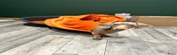 Miniature Dachshund dogs for sale: Miniature dachshund  in Bexhill-on-Sea - Advert 5