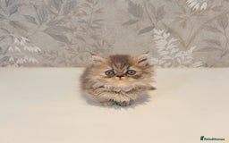 Munchkin cats for sale: 2 tiny legged rug hugger Persian munchkins - Image 6