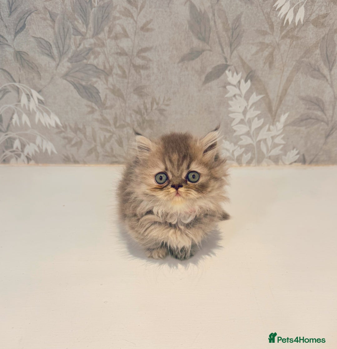 Munchkin cats for sale: 2 tiny legged rug hugger Persian munchkins - Image 6