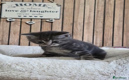 Mixed Breed cats for sale: Stunning Kittens - Image 4